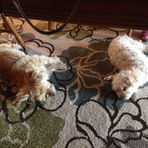 Meet your Posher, Kelly